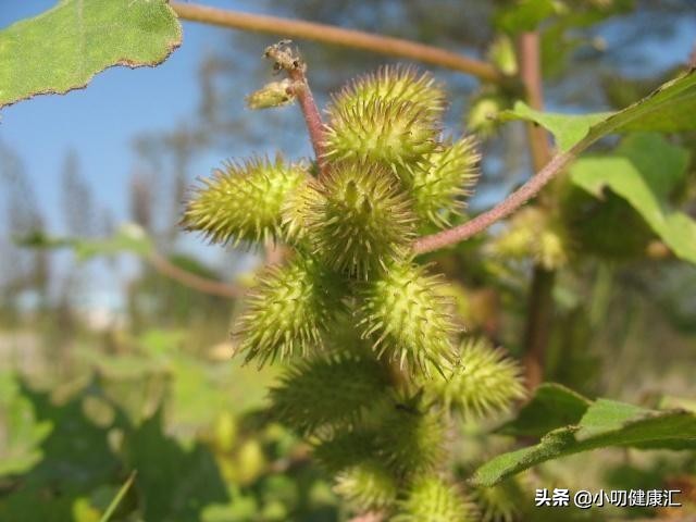 苍耳子泡水喝的功效(苍耳子泡水喝的功效与作用)