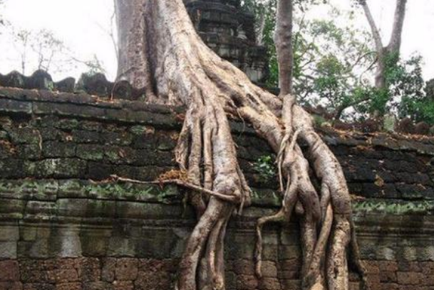世界上真有食人树(印尼有种食人树，传说能将人吃掉，为何当地人却要专门喂养？)