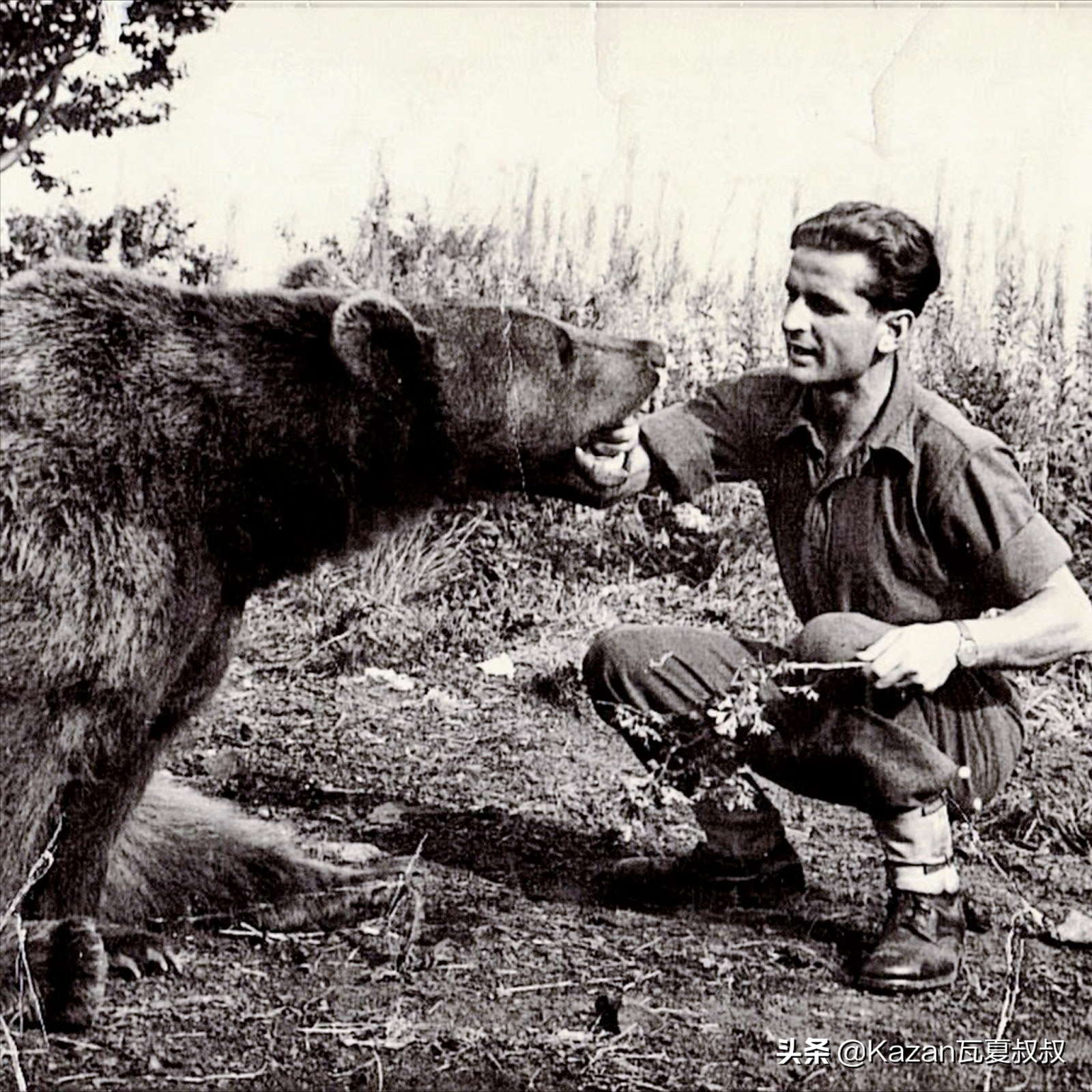 二战中波兰军队的棕熊士兵,给编制发工资,会抽烟喝酒还会运炮弹