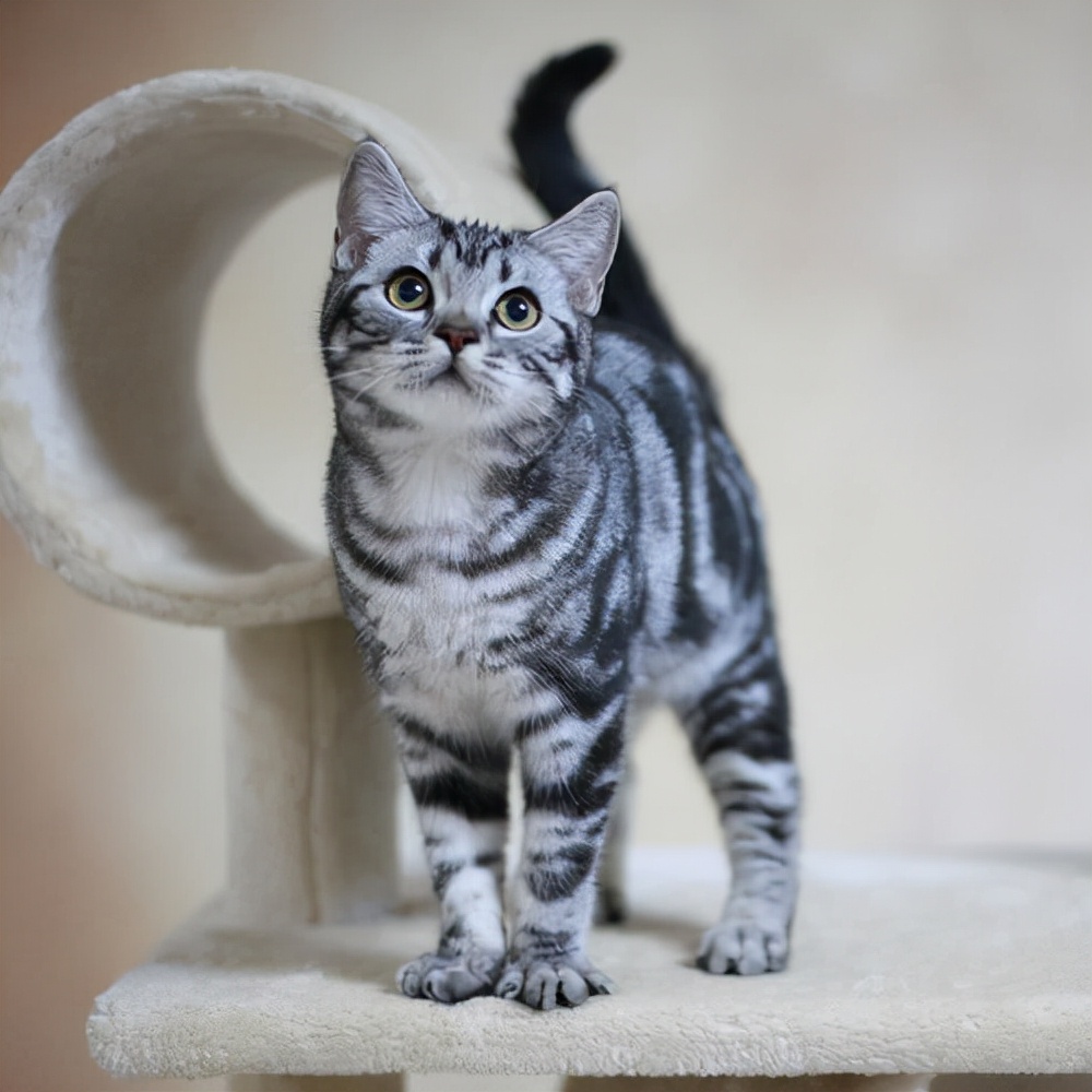 美短猫偏瘦,如何增肥?