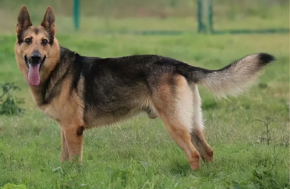 尾巴:昆明犬尾巴属于细尾,而德牧的尾巴则是粗短型的.