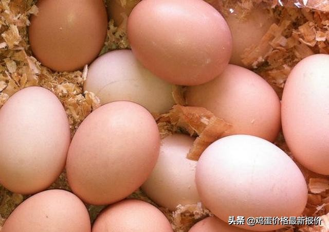 今日北京各地鸡蛋价格「今日甘肃各地鸡蛋价格」
