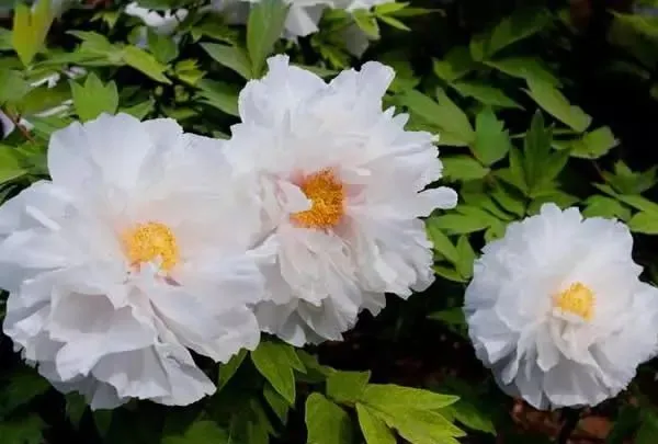 100种名贵牡丹鉴赏 绘画好素材（报花名）