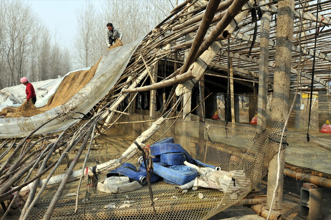 养殖场“突变”违建？4问4答，告诉您如何破局？