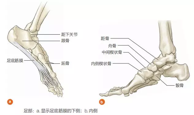 折磨著無數跑者的足底筋膜炎，究竟該如何解決？