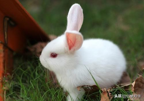 小学生日记训练营第22期：观察日记（10）——可爱的小白兔