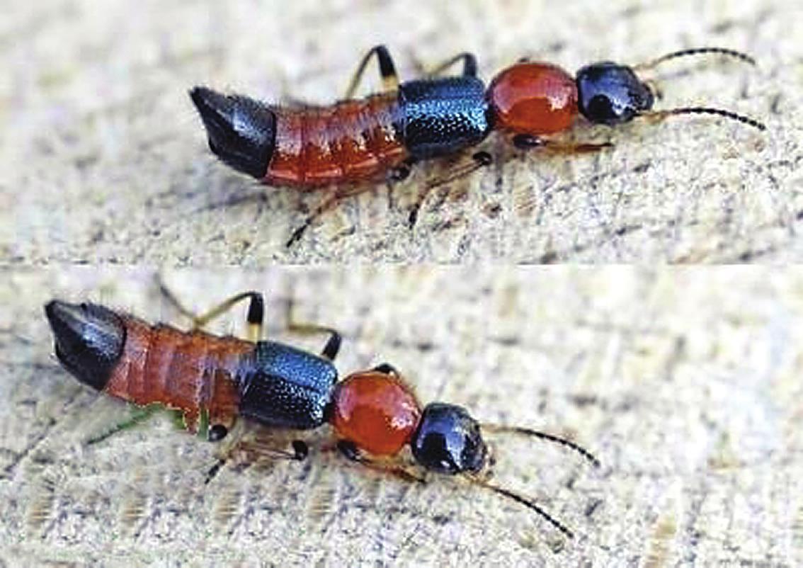 这种南方常见小虫,让多人皮肤溃烂,医生却不让你拍死它,为啥?