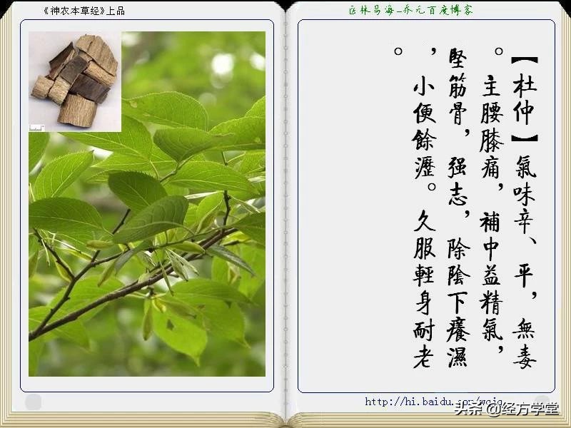 《神农本草经》全册图文解析 建议收藏