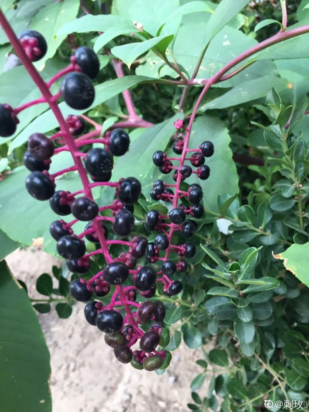 20种有毒花,看见绕道走,千万别去碰!