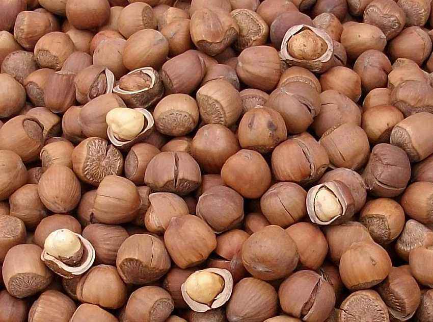 盘点春节最受欢迎的十大坚果,任选其中三样,足以收获全家人的心