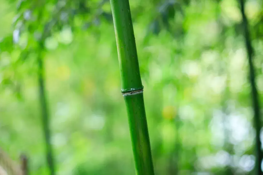 诗词|这些美丽的诗句,竟然是夸赞男人的