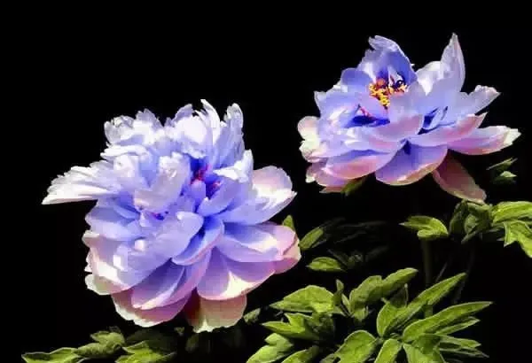 100种名贵牡丹鉴赏 绘画好素材（报花名）