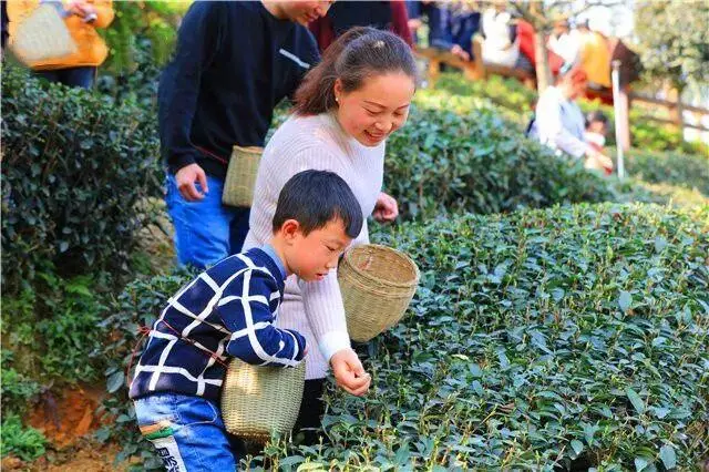 清明去哪儿？成都出发9条线路，踏青赏花逛古镇，采茶逗鹿看石刻