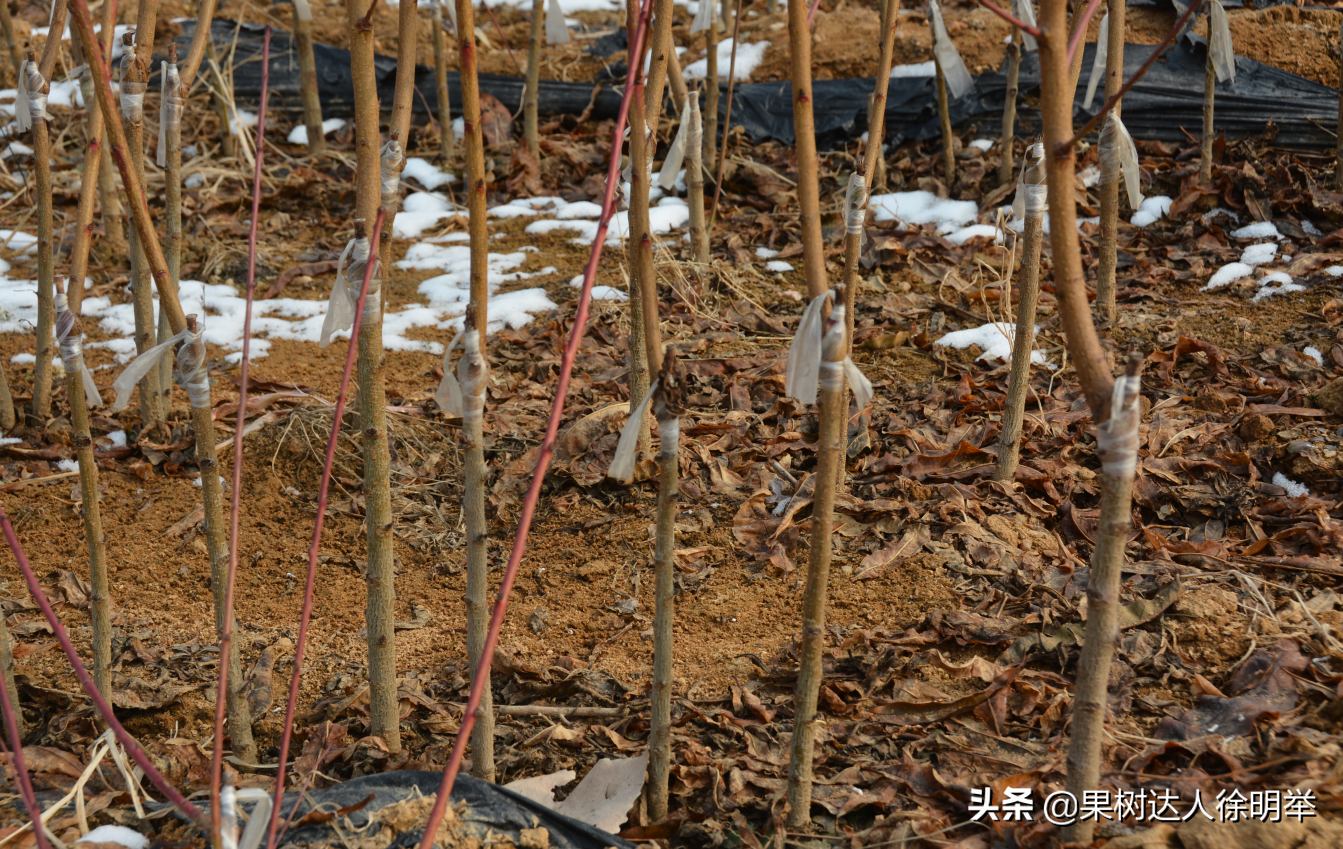 桃树夏季嫁接时间和方法（桃树夏天嫁接时间和方法）-第1张图片-昕阳网