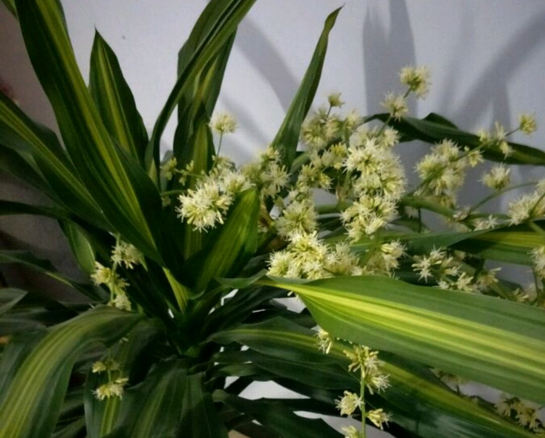 你知道也门铁这种观叶植物吗?也门铁怎么扦插繁殖?土培和水培