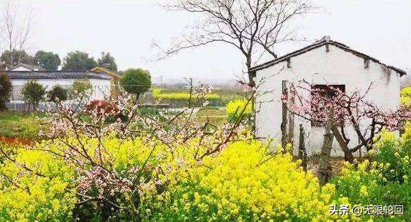 10首最美的油菜花诗：别拿菜花不当花