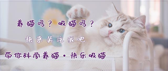 知识贴：猫咪应激反应有什么症状，该怎么应对和预防？