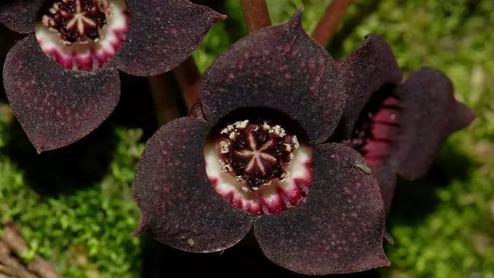 细辛是一种什么样的植物