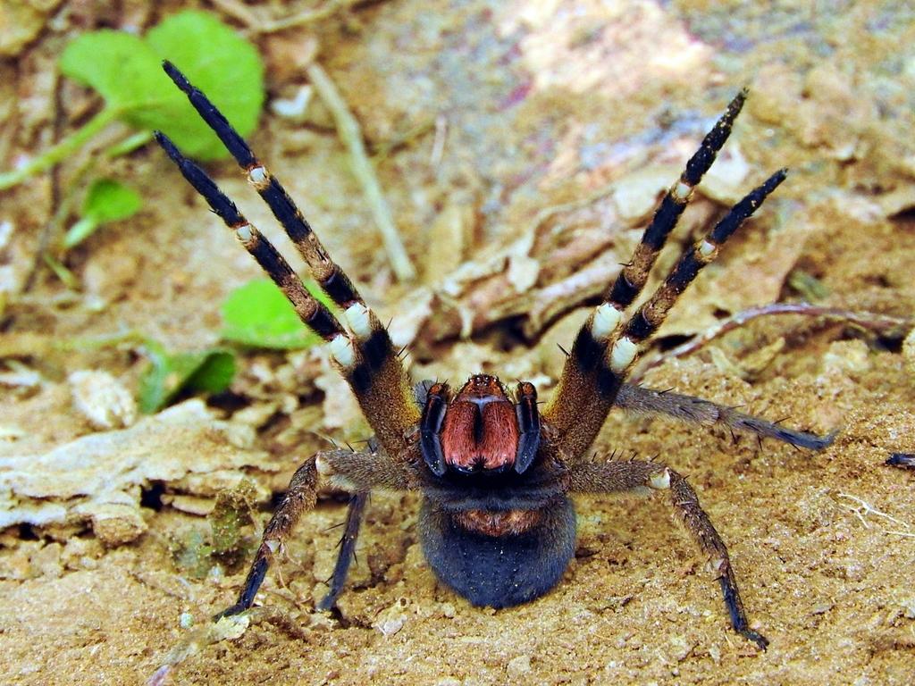 世界最毒蜘蛛，被咬男性会引起持续数小时的“生理反应”