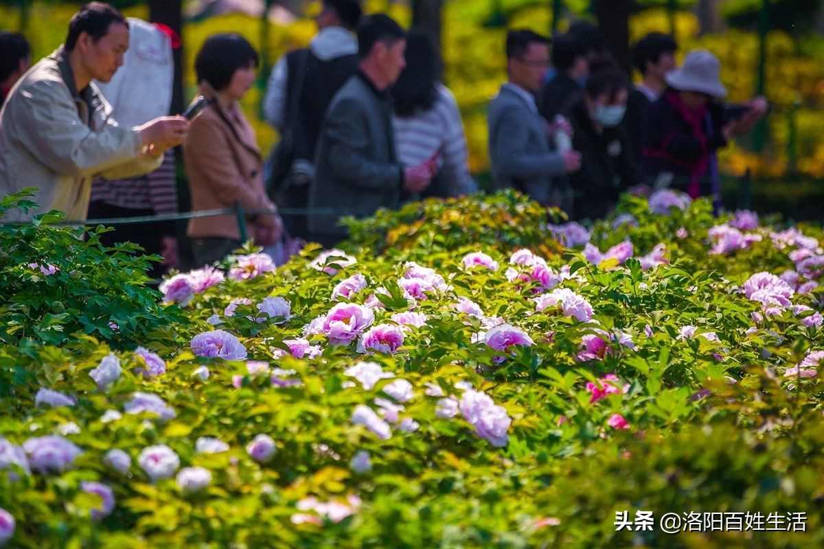 《一朵洛阳牡丹的自述》，传遍全国