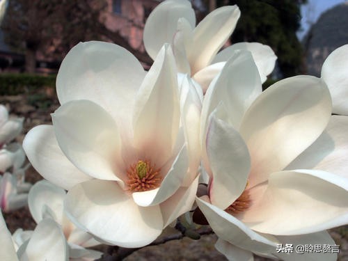 玉兰花诗词精选一十七首 微风吹送玉兰香，兴味由来静处长