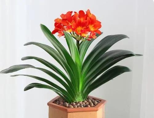 君子蘭開花,君子蘭開花有什么兆頭寓意