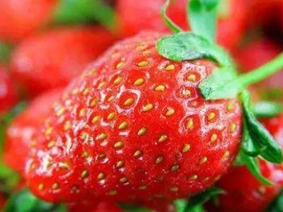 草莓什么时候种（草莓什么时候种最好,要几个月成熟）-第2张图片