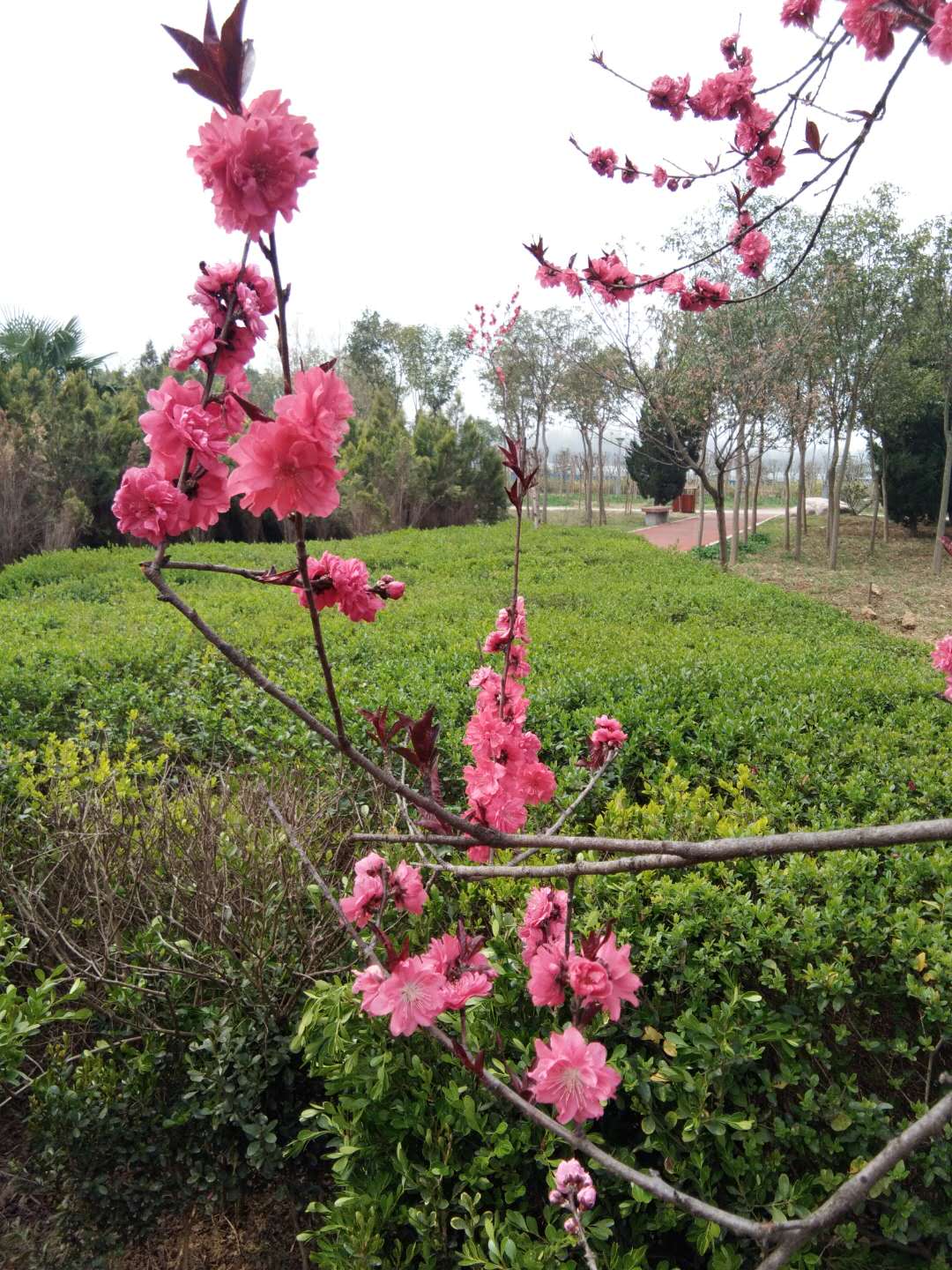 三月将尽：花开堪折直须折,莫待无花空折枝