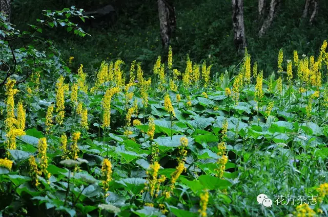 中国野花观花地点推荐