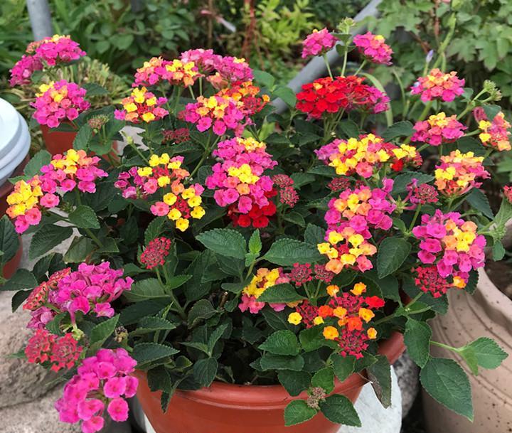 五月份开什么花图片(适合五月栽种的) - 赤虎壹号