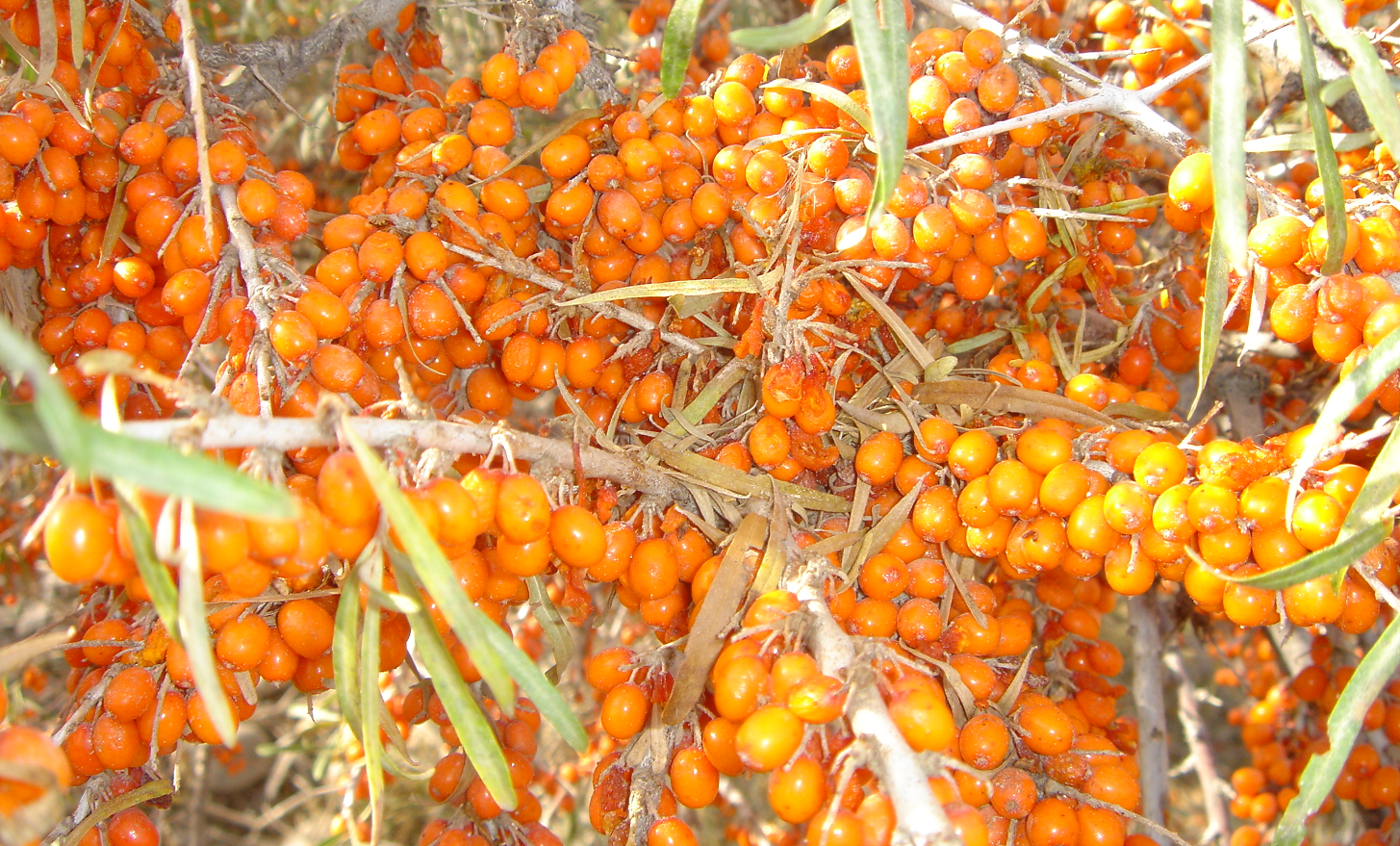 乌什县旅游景点(新疆乌什县旅游景点) - 武陵观察网