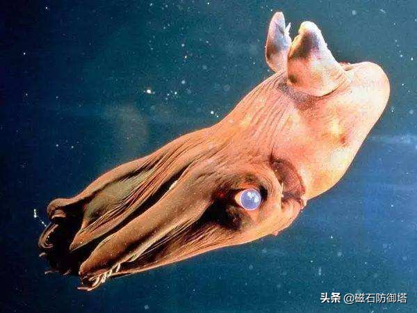 吸血鬼烏賊,吸血鬼烏賊圖片
