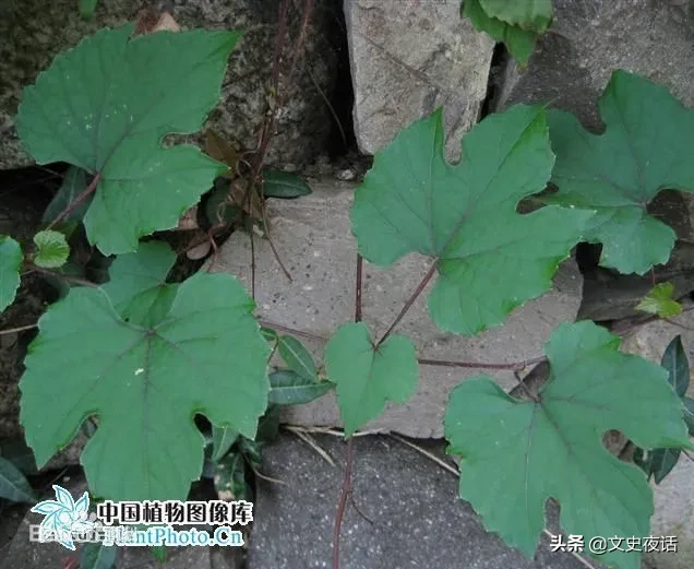 这些诗词中的植物名，你读对了吗？