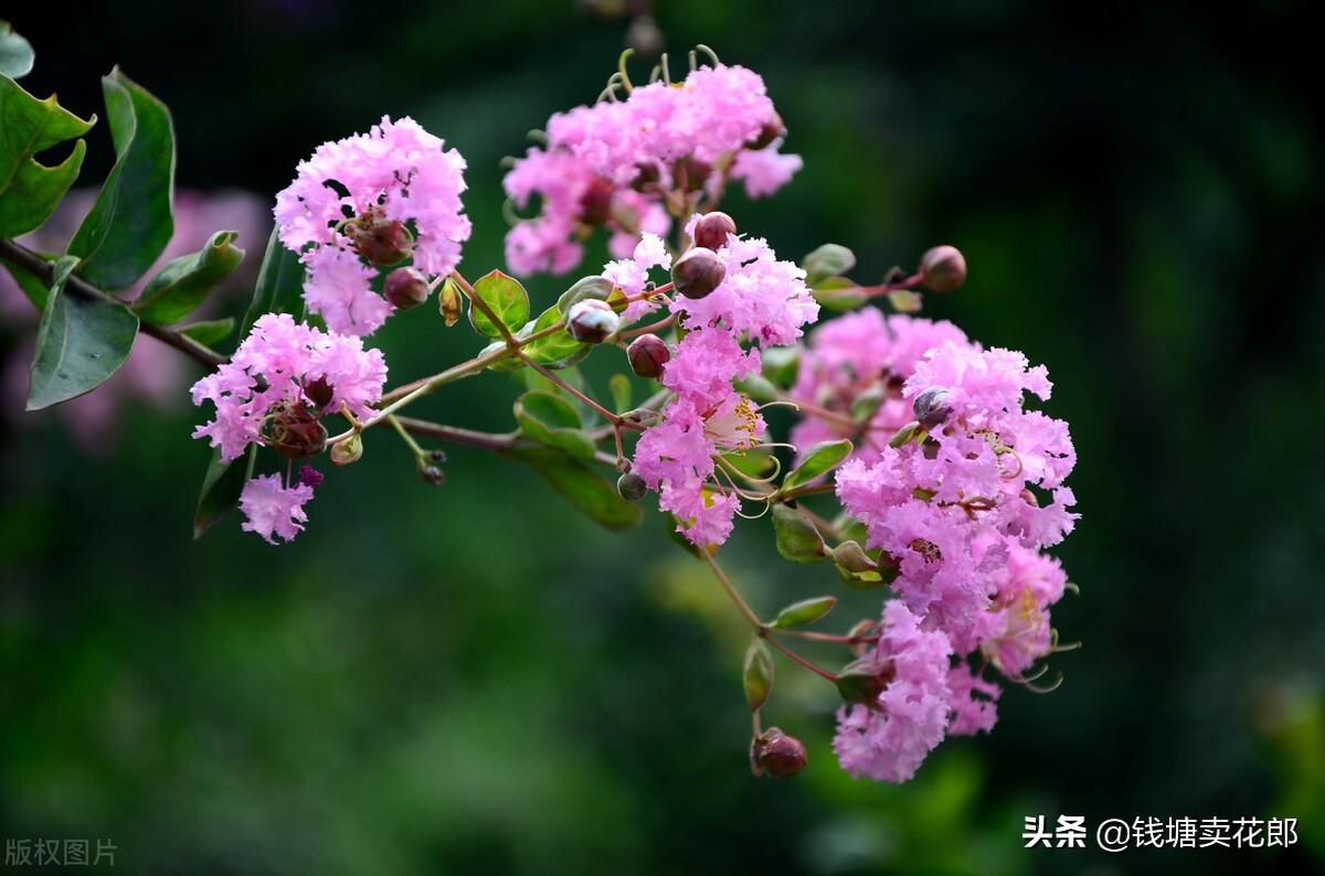 紫薇花的寓意和象徵意義,你知道嗎?這是一個古老的傳說