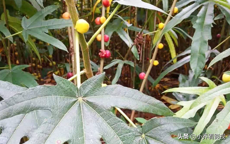 五指毛桃多少钱一斤今日(七指毛桃多少钱一斤)-皮皮自媒体