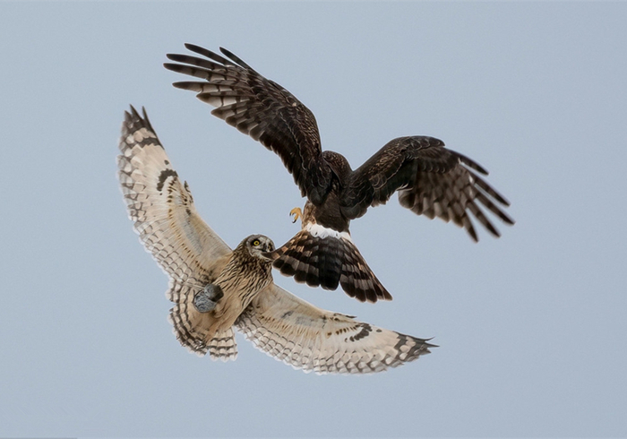 下面我放几张鸟类的图片,大家来看一看哪一只是鹰.