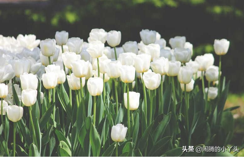 白色郁金香的花语是什么（白色郁金香的基本信息）