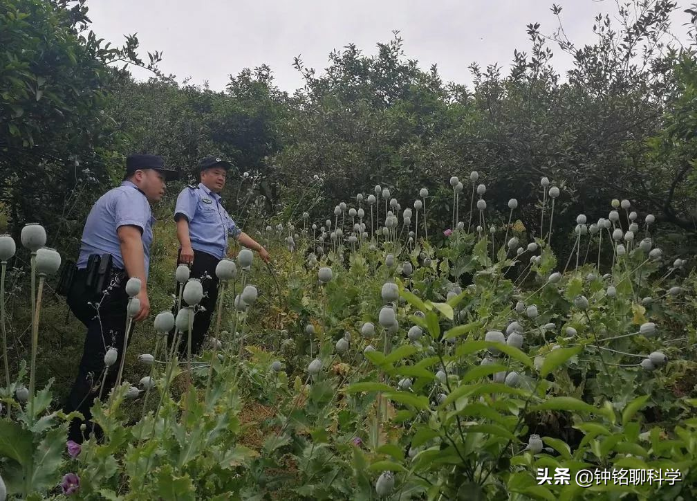 误食添加罂粟壳的食物会上瘾吗？3人吃羊肉米线后被验出吸毒