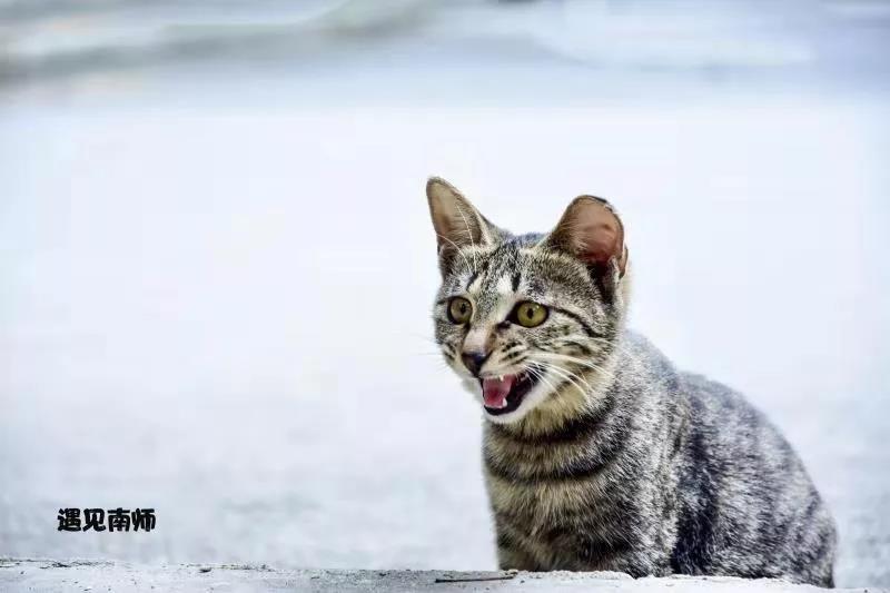 坐标南京，偶像剧拍摄打卡地！2019高考志愿填报，向这所