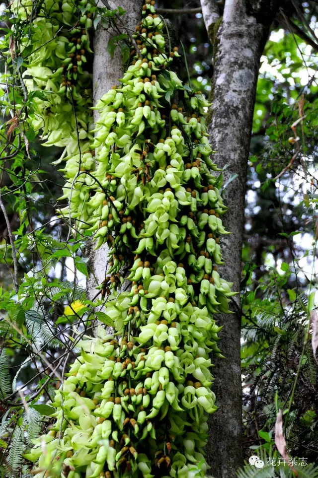 中国野花观花地点推荐