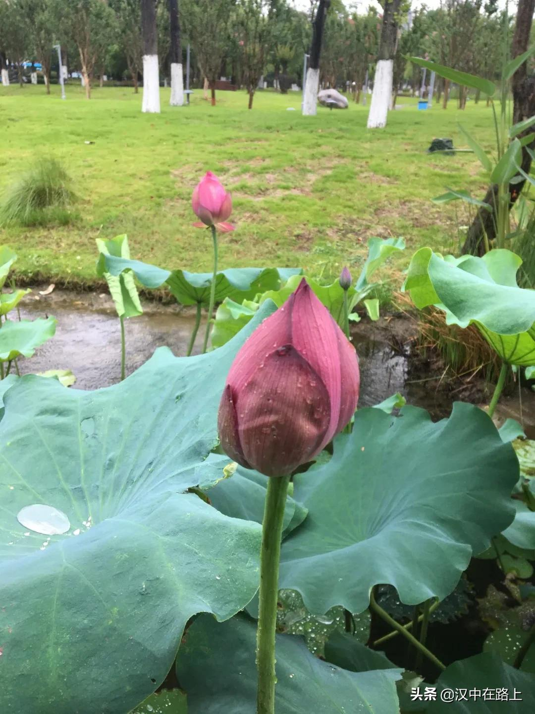 那些飘落在汉中的蒙蒙细雨，唯美了整个夏天