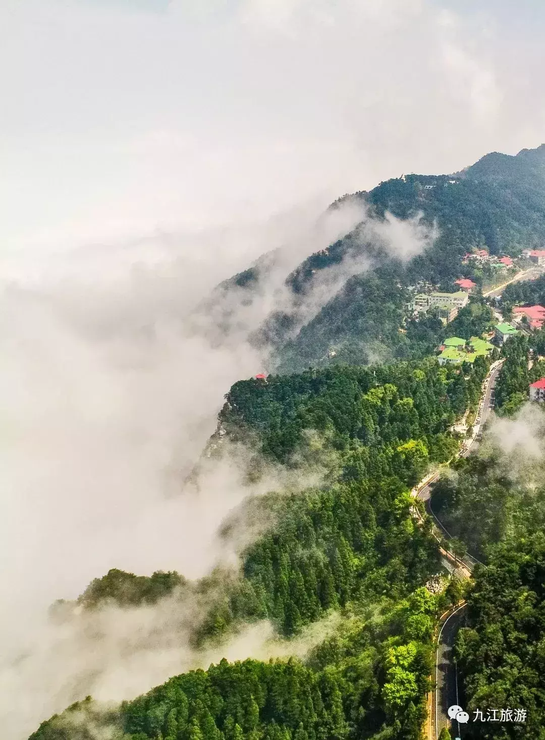 2019年庐山云雾采茶季来了，一口春茶，饮尽春意！