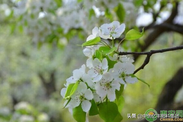 梨花是什么季节开的？春季的3-5月份左右 3