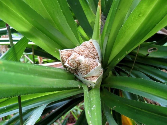 海边花草风景图片(南方常见的露兜树,花朵和果实都好看,斑叶的品种还