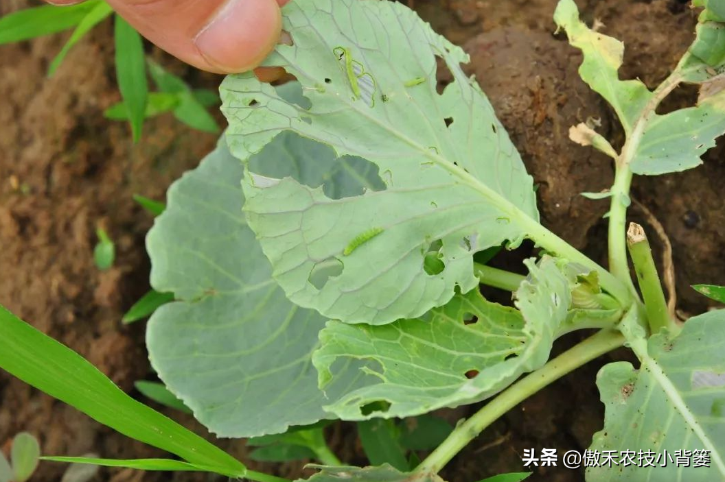 小小菜青虫,蔬菜上的大危害!学会防治技巧,菜农种植蔬菜不犯愁