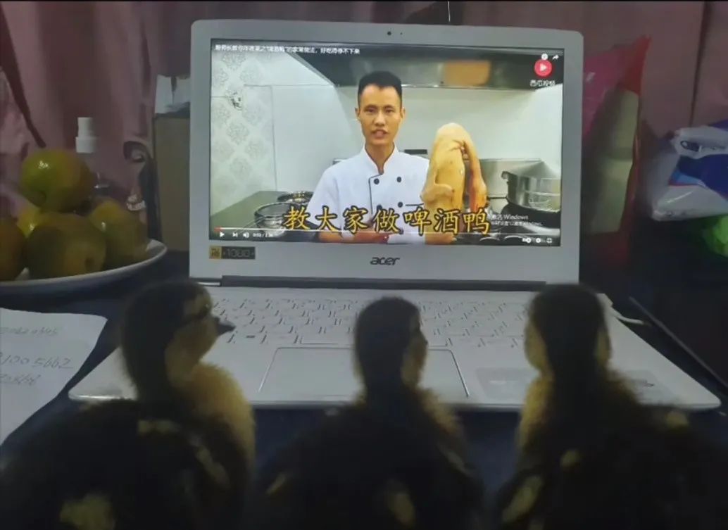 币圈疯了：炒完狗币炒屎币，下一步是炒LowB？