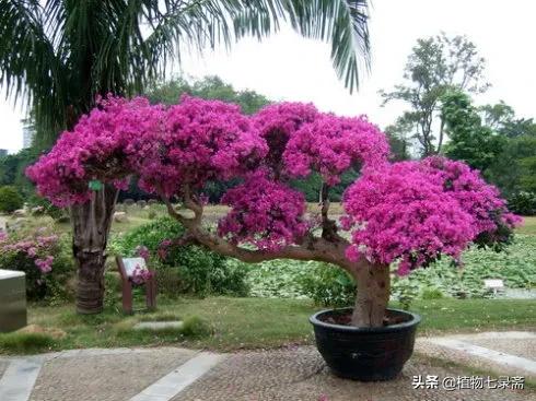 高手养三角梅，开花多，花期长，关键就在这三点