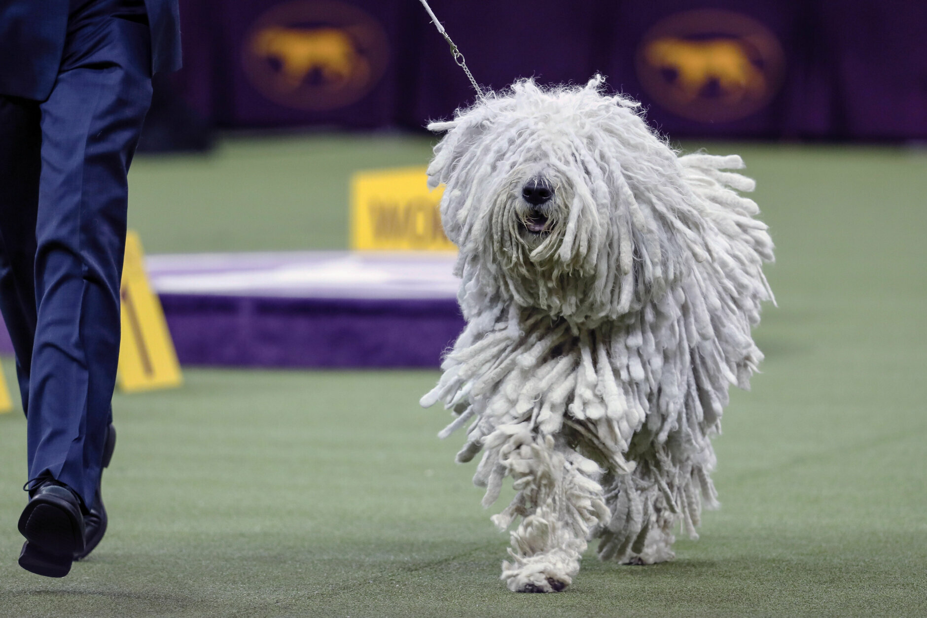 世界杯中的狗狗(打败2600只狗狗，贵宾犬获144届西敏寺犬展总冠军！主人透露秘籍)