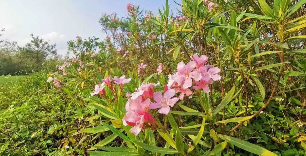 近四十年广东作文题回顾，你会怎么写？