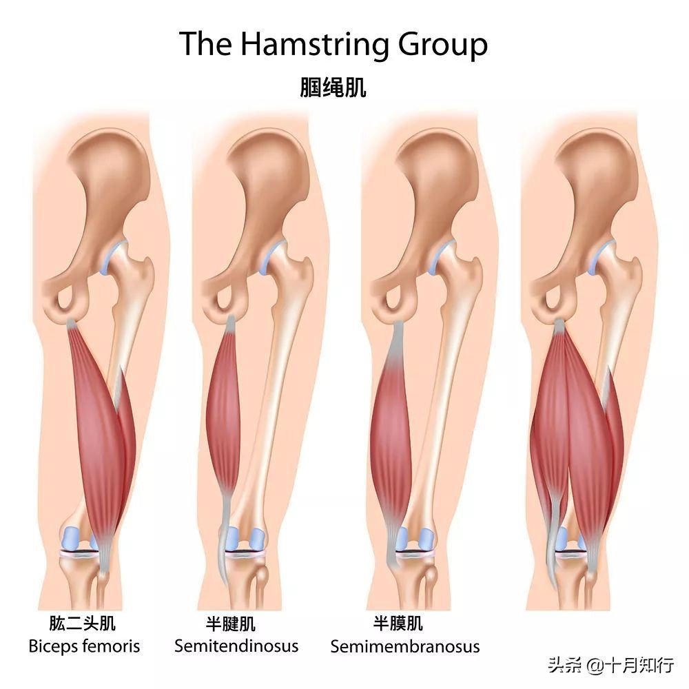 如何提高练臀效率？了解要点，激活+训练，让臀肌得到全面刺激